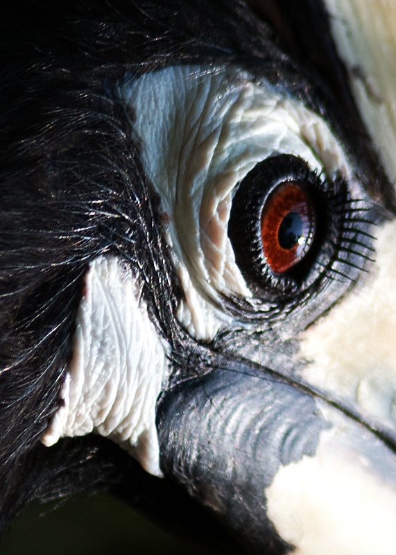 Indian pied hornbill