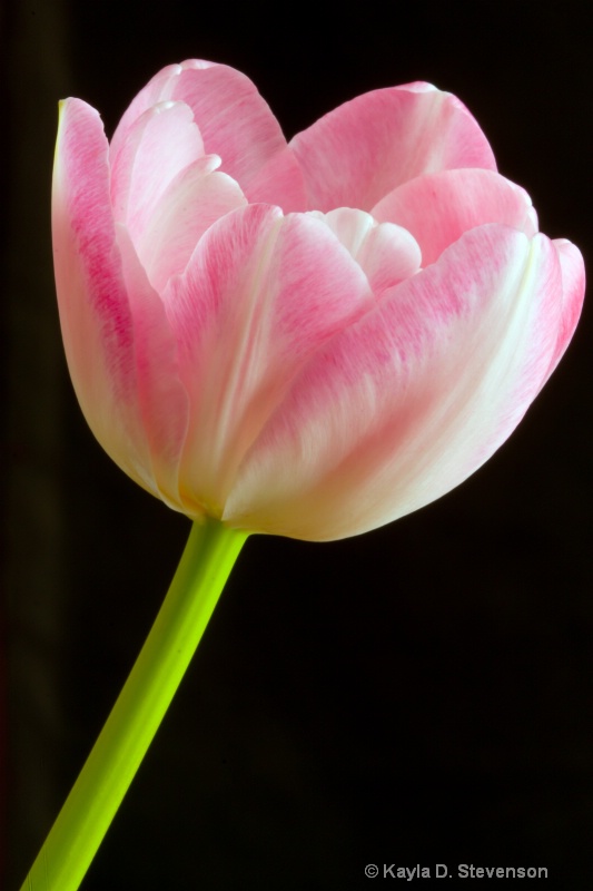 Pink tulip 3