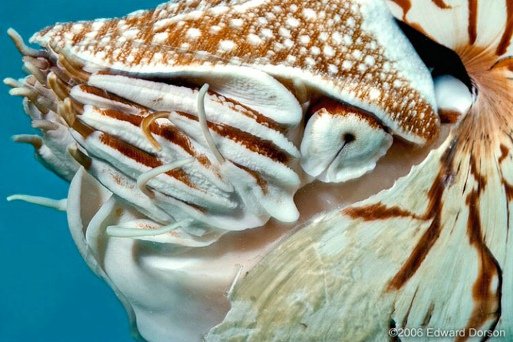 Chambered Nautilus 3 - ID: 11489113 © Edward Dorson
