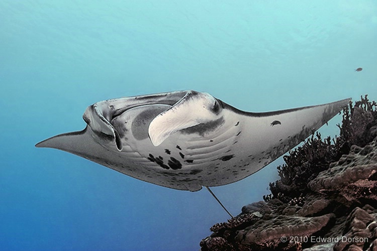 Manta at Cleaning Station - ID: 11489133 © Edward Dorson