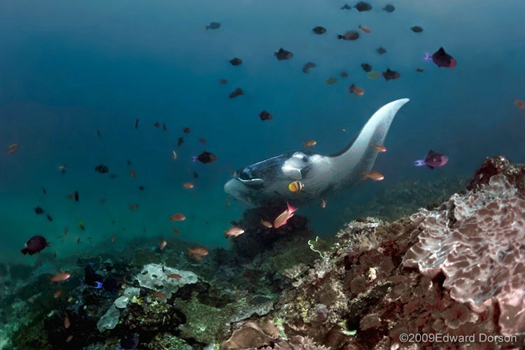 Manta Ray Reefscape - ID: 11489134 © Edward Dorson