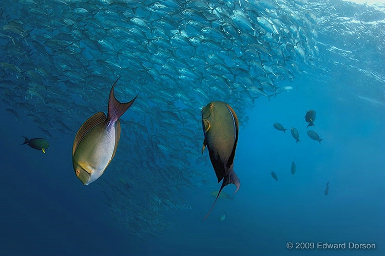 Surgeonfish Pair with Schooling Jacks - ID: 11489175 © Edward Dorson