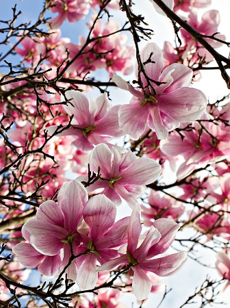 Japanese Magnolia Tree