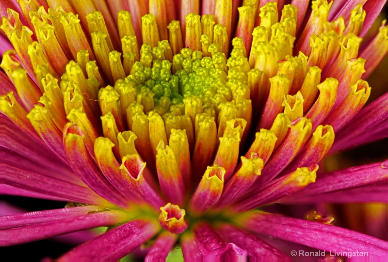 Chrysanthemum - ID: 11489763 © Ron Livingston