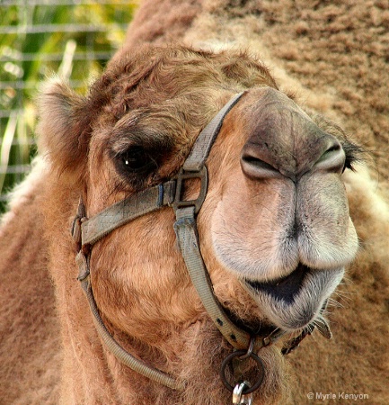 Dromendary Camel