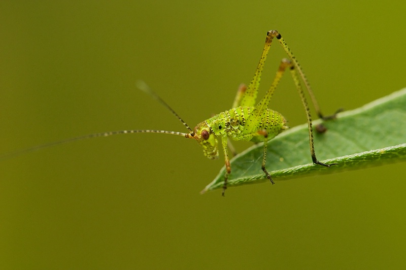 green grasshopper