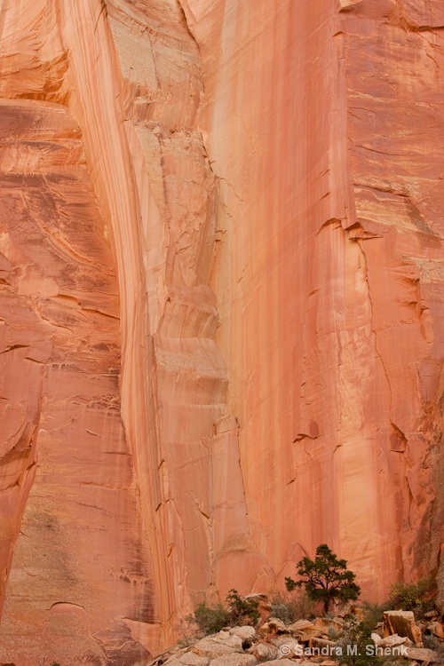 Canyon Wall and juniper - ID: 11490795 © Sandra M. Shenk