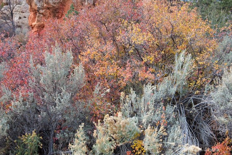 Fall Foliage, Red Rock - ID: 11490800 © Sandra M. Shenk