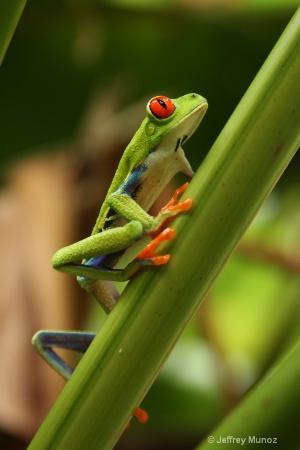 Red Eyed Tree Frog