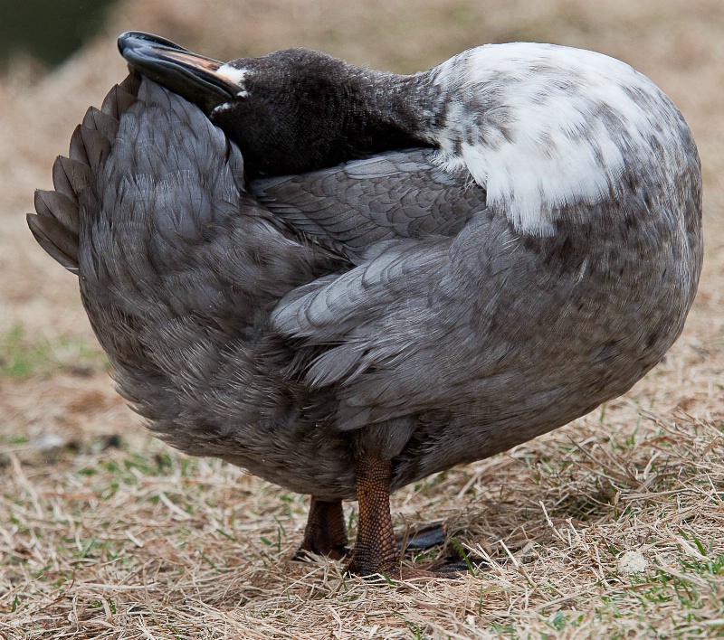 Duck Yoga