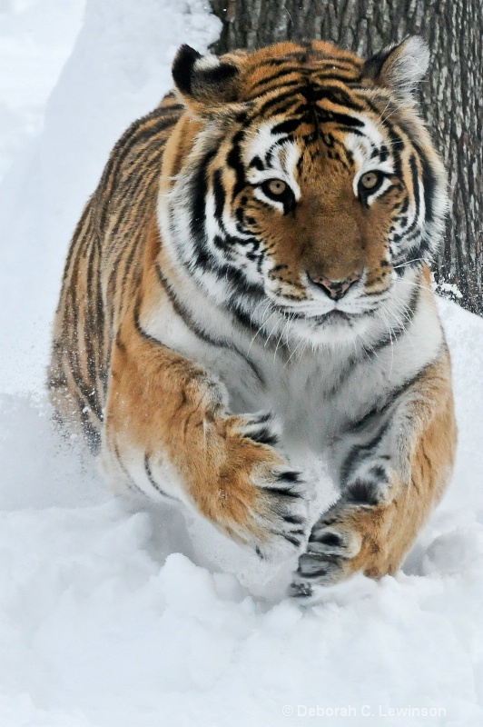 Tiger on the Move - ID: 11494579 © Deborah C. Lewinson