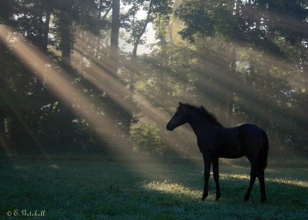 Morning Peace