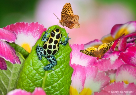 Frog & Butterflies