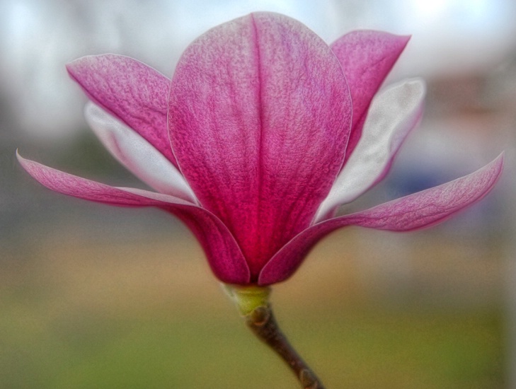 Saucer or Tulip Magnolia
