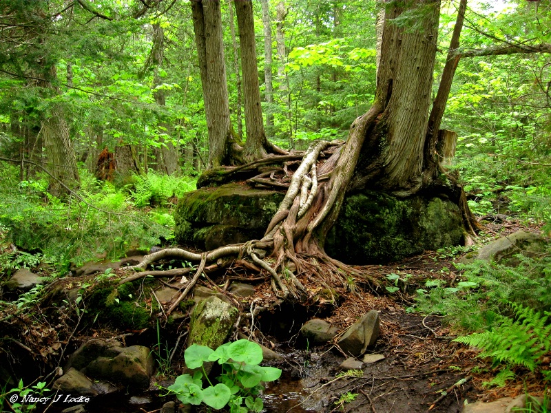 River of Roots