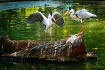 zoo