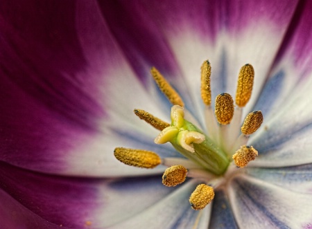 Inside a Tulip