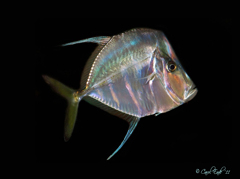 Look-Down Angel Fish - ID: 11497897 © Carol Eade
