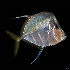 2Look-Down Angel Fish - ID: 11497897 © Carol Eade