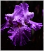  iris dewdrops