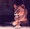  lion s den