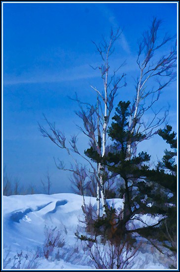  winter birch
