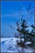  winter birch