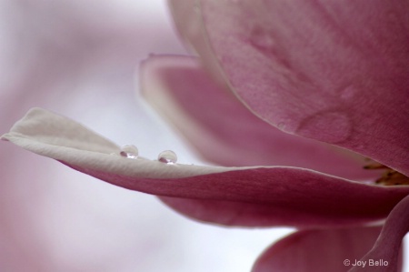 Saucer Magnolia Flower