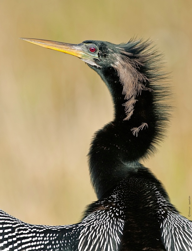 Anhinga