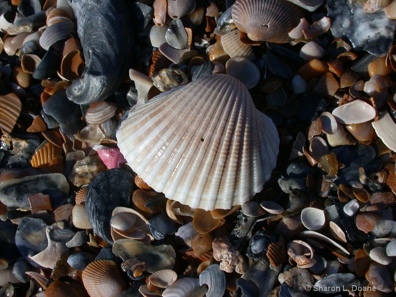 Colors of the Sea