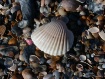Colors of the Sea
