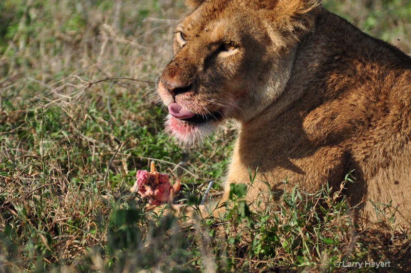 Tanzania- lion enjoying her kill - ID: 11499980 © Larry Heyert