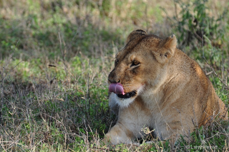 Tanzania- Serengeti National Park - ID: 11499985 © Larry Heyert