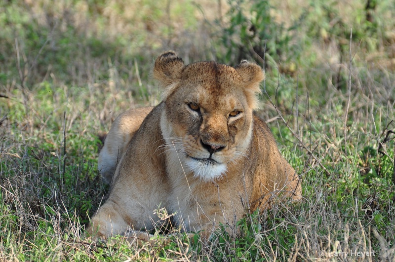Tanzania- Serengeti National Park - ID: 11500013 © Larry Heyert