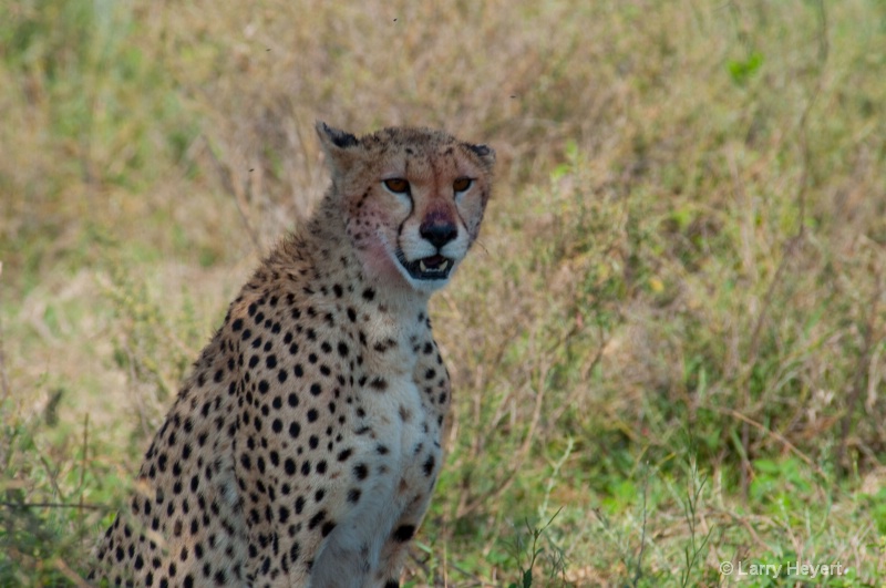 Tanzania- Serengeti National Park - ID: 11500016 © Larry Heyert
