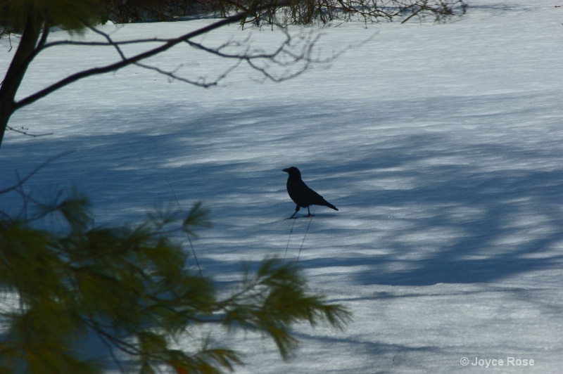 Snow Crow