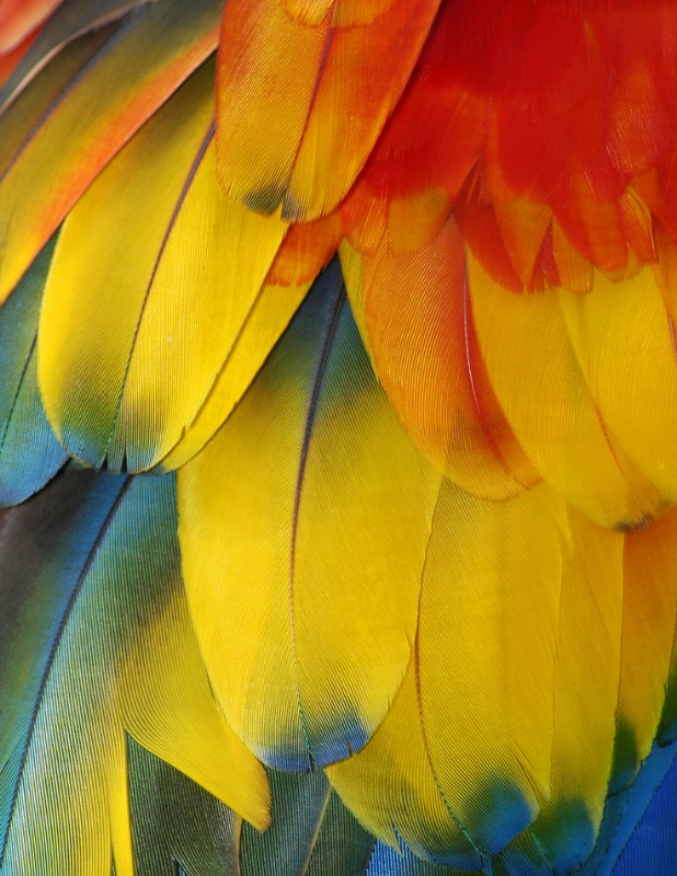 Parrot feathers - ID: 11500116 © Michael Cenci