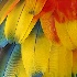 © Michael Cenci PhotoID# 11500116: Parrot feathers