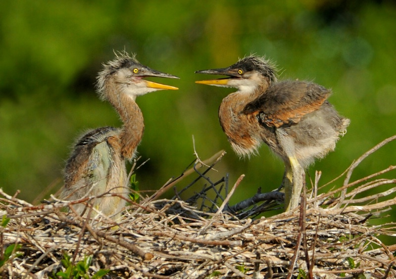 At 3 weeks old...what are they discussing?