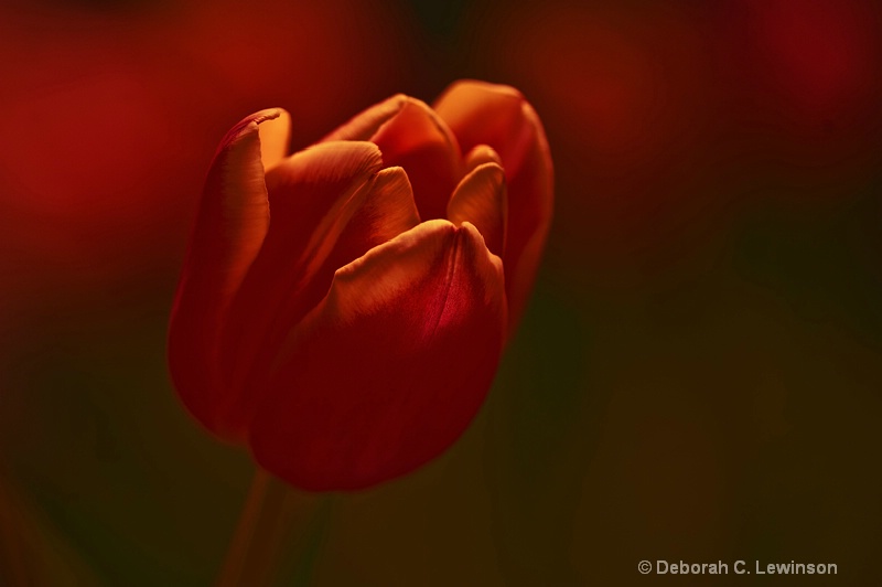 Tulip Sunset - ID: 11500288 © Deborah C. Lewinson