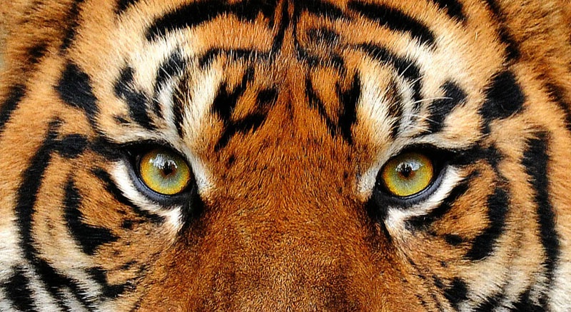 Eye Of The Tiger