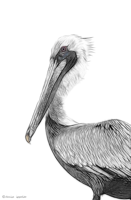 B&W Sketch of a Brown Pelican
