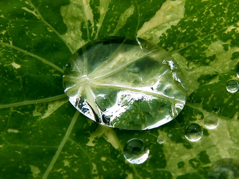 Going Green Rain Drop