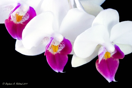 Three Orchids