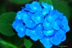 BLUE HYDRANGEA