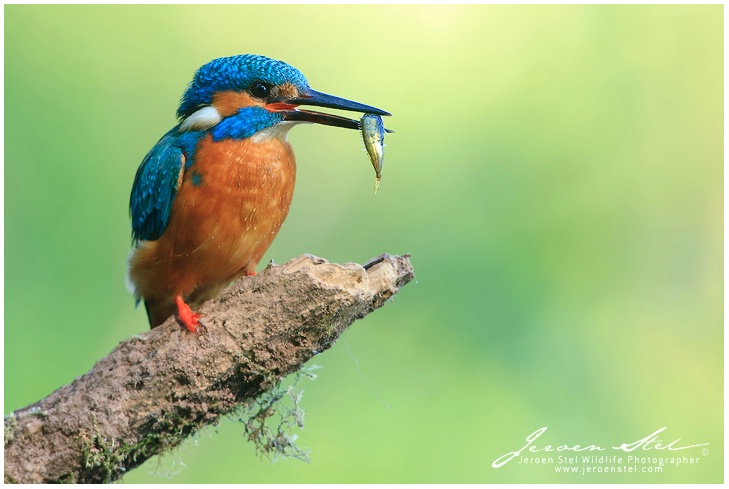 Kingfisher with fish