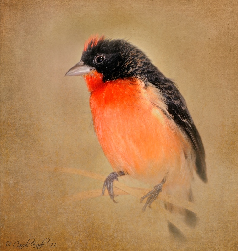 Crimson Finch - ID: 11502694 © Carol Eade