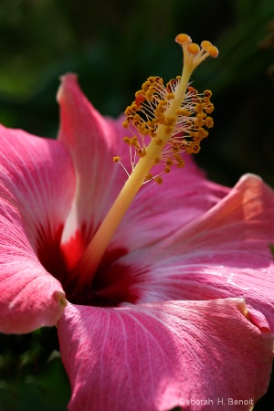 Hibiscus Pose