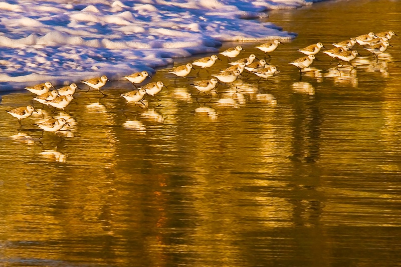 Laguna Gold - ID: 11502739 © Chris Budny