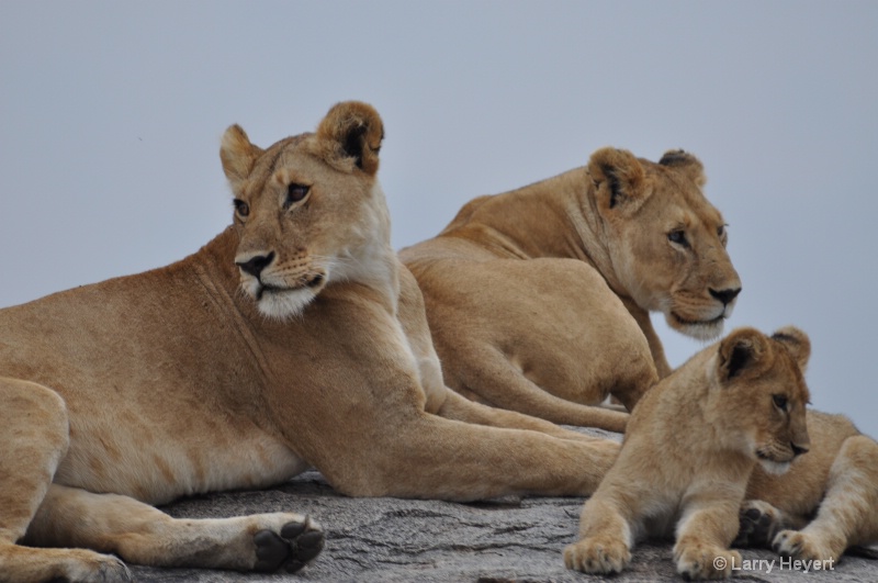 Tanzania- Serengeti National Park - ID: 11502812 © Larry Heyert